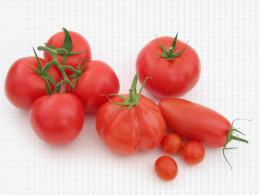 Tomates de variétés différentes, spécimens sans défaut